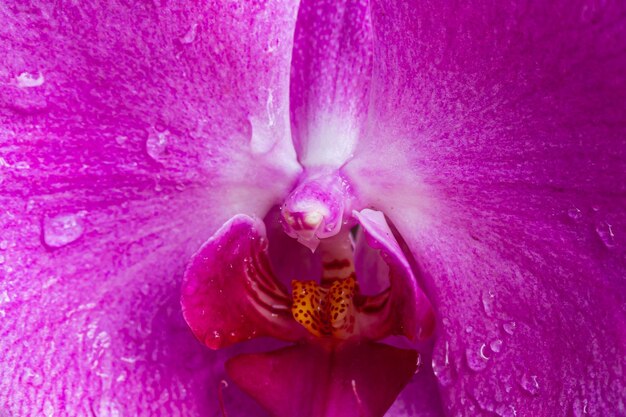 Cerrar vista de orquídea púrpura con gotas de agua