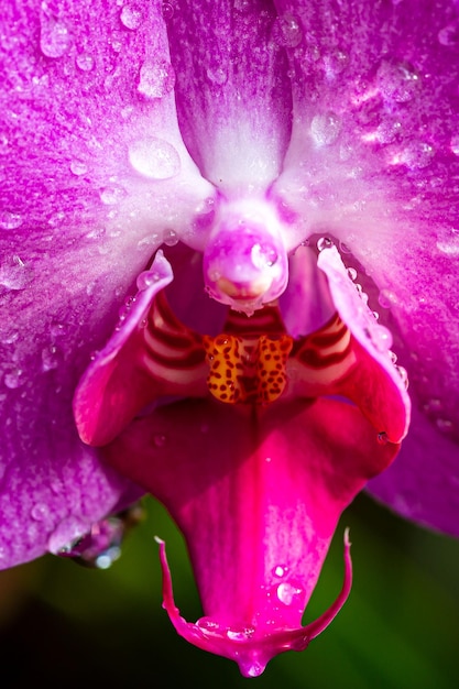 Cerrar vista de orquídea púrpura con gotas de agua