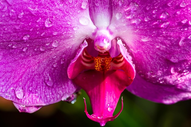 Foto cerrar vista de orquídea púrpura con gotas de agua