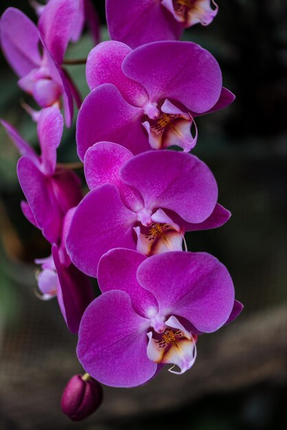 Foto cerrar vista de orquídeas rosas con grandes pétalos