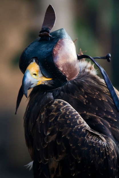 Foto cerrar vista de pájaro halcón de harry con una capucha de cuero.