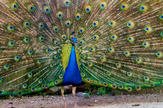 Cerrar la vista del pájaro pavo real mostrando sus hermosas plumas.