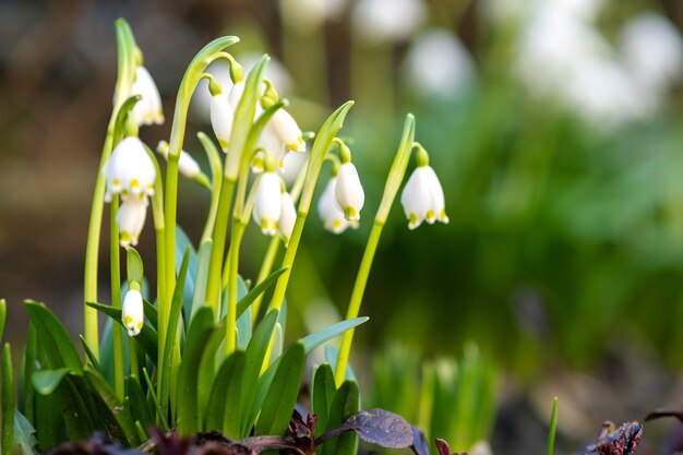 Cerrar vista de pequeñas flores de campanillas que crecen entre hojas secas en el bosque.