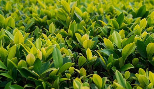 Foto cerrar vista de pequeñas plantas verdes