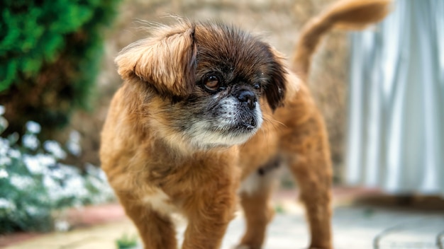 Cerrar vista de un perro con pelaje amarillo