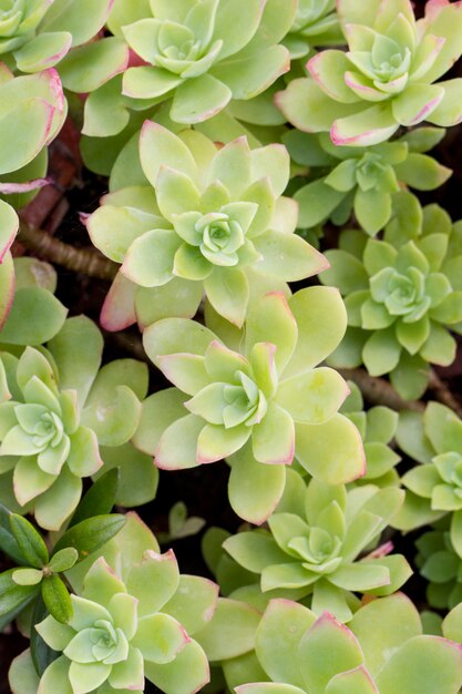 Cerrar vista de una planta suculenta (echeveria elegans) en el jardín.