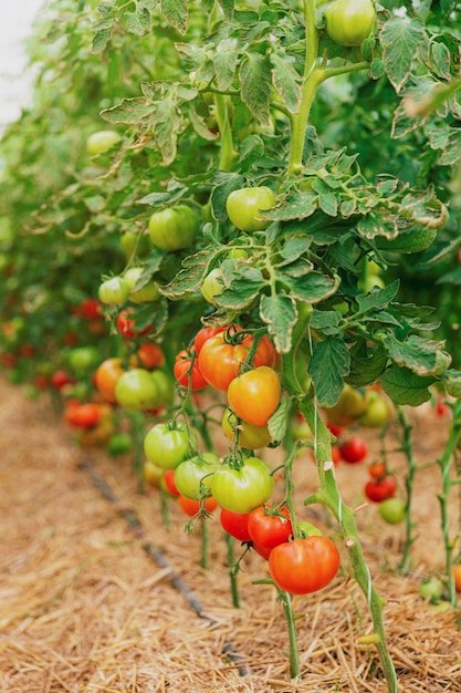 Cerrar vista de tomates verdes y rojos en invernadero sobre fondo borroso