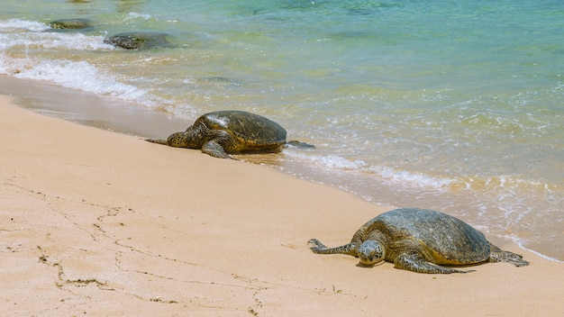 Cerrar vista de tortugas marinas descansando en la playa de Laniakea en un día soleado, Oahu, Hawaii