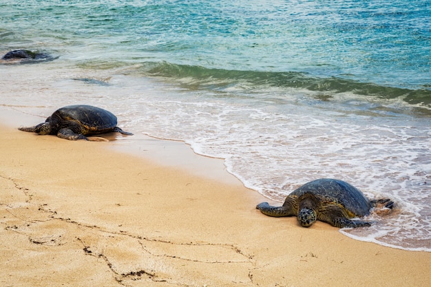 Cerrar vista de tortugas marinas descansando en la playa de Laniakea en un día soleado, Oahu, Hawaii