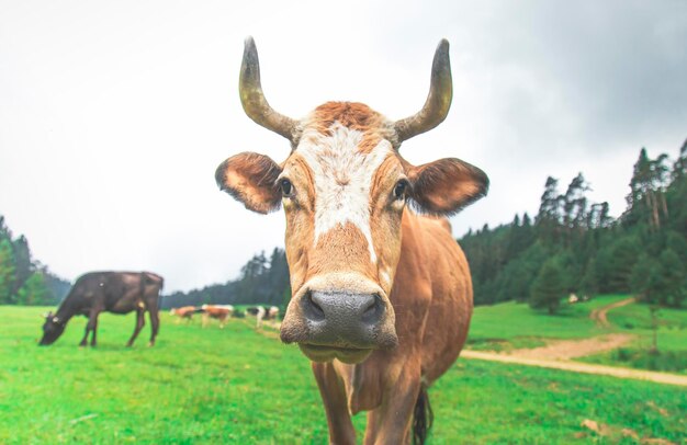 Cerrar vista de vaca amarilla con cuerno en pradera verde con tonos cambiantes