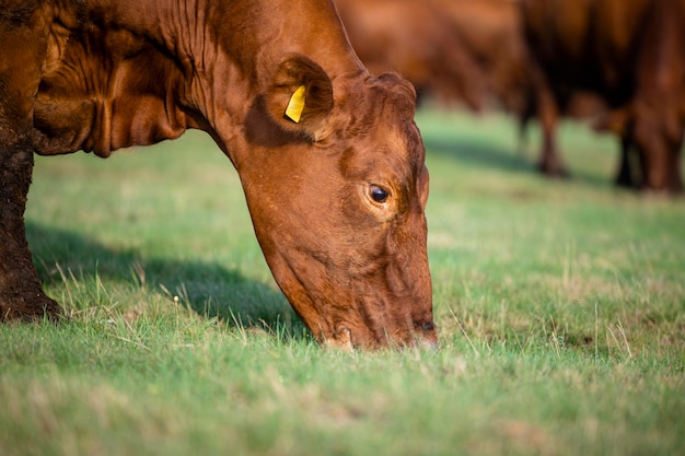 Cerrar vista de vaca comiendo hierba fresca en el campo