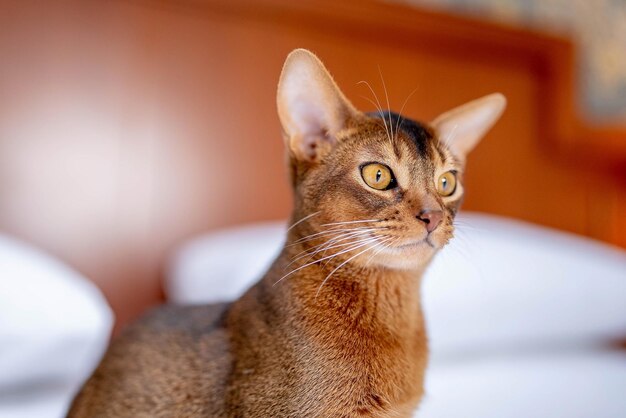 Cerrar vista vertical de la linda foto de gato de pura raza abisinio. Gato elegante y esponjoso.