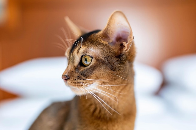 Cerrar vista vertical de la linda foto de gato de pura raza abisinio. Gato elegante y esponjoso.