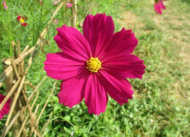 Cerró una flor de cosmos rosa floreciente en la luz del sol de Tailandia