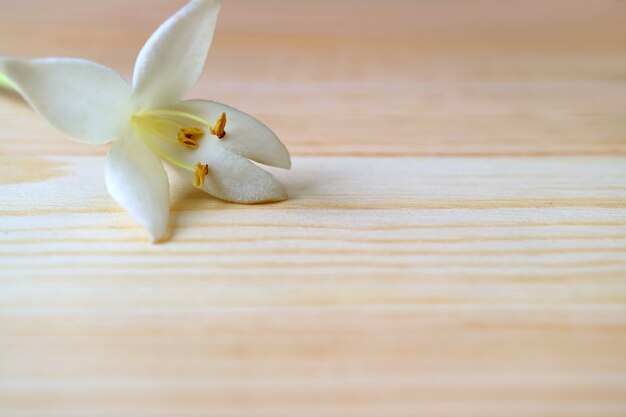Cerró una hermosa flor blanca de Millingtonia en la mesa de madera marrón claro