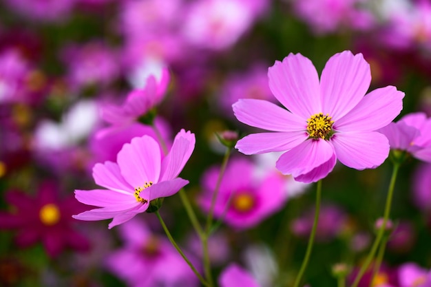 Cerró la hermosa flor rosada del cosmos en el jardín, concepto de fondo de flor de naturaleza