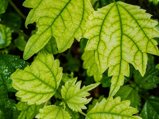 Cerró la hoja verde en la naturaleza para el fondo