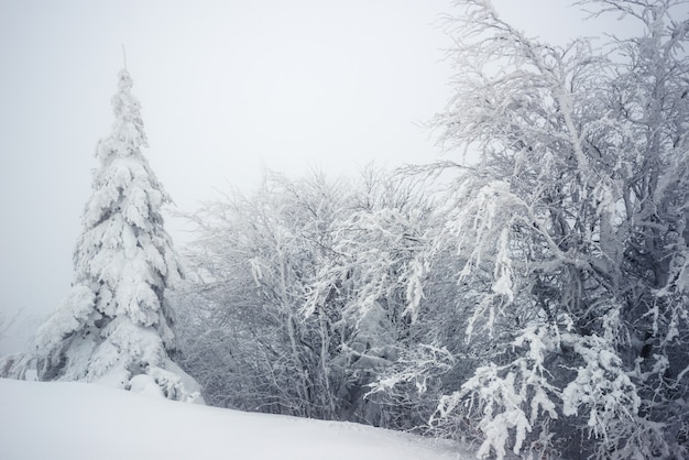 Cerro nevado con abetos y nieve