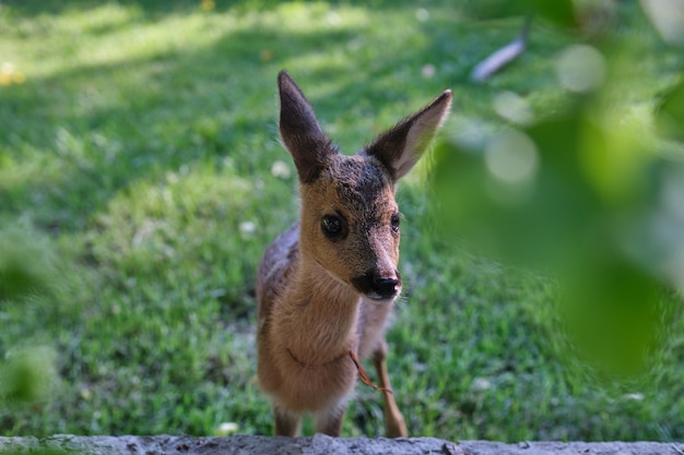 Cervatillo inocente del corzo. Ciervos salvajes jóvenes. poca moralidad. cachorro de venado. ciervo descansando