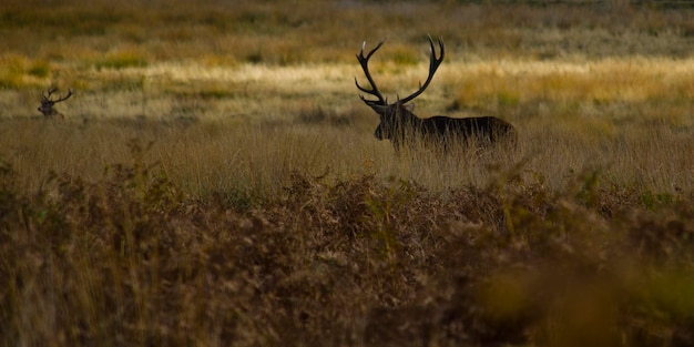 Foto cervo a caminhar no campo