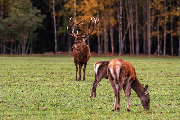 Cervo bonito e seu idílio de outono de duas namoradas