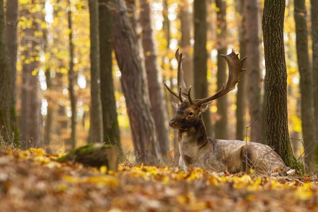 Foto cervo dama dama cervo deitado em folhas laranjas e amarelas na floresta de outono mamífero castanho com chifres descansando no chão com espaço de cópia vida selvagem animal em natureza vívida