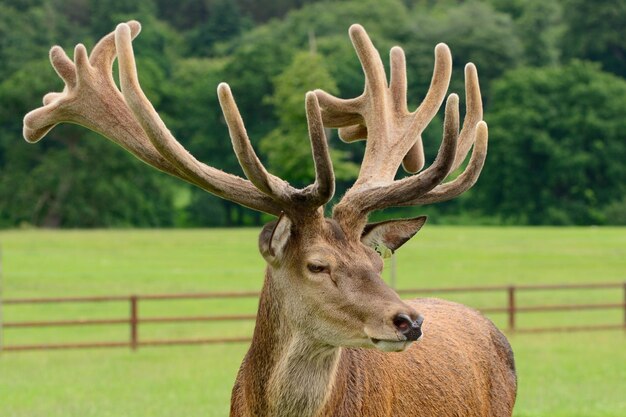 Foto cervo de pé em um campo gramado no parque de safári de longleat