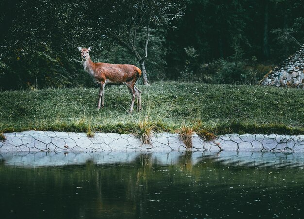 Cervo de pé no campo junto às árvores