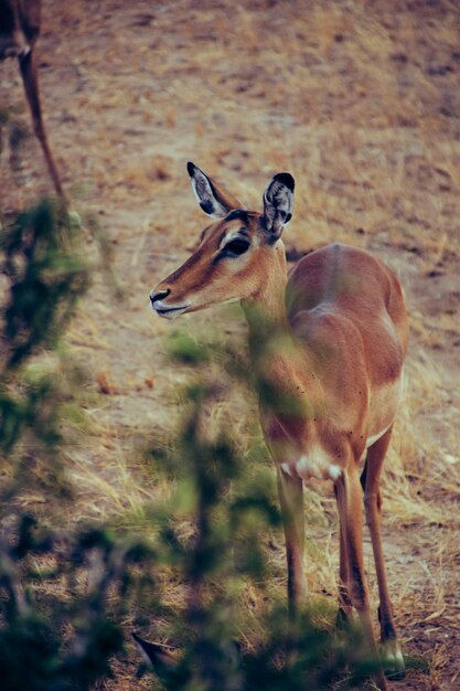 Foto cervo de pé no campo