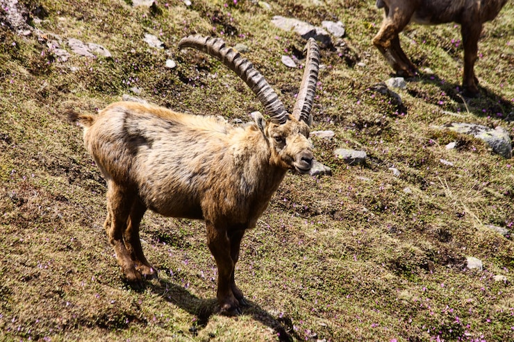 Foto cervo de pé no campo