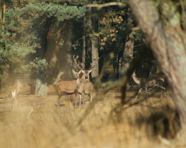 Foto cervo de pé perto de árvores na floresta