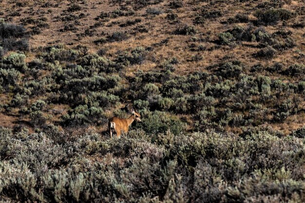 Cervo do deserto de palouse em pé no mato ao lado de uma colina