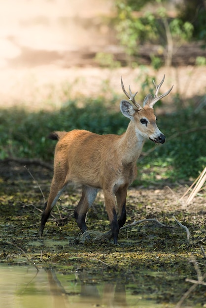 cervo do pântano pantanal brasil