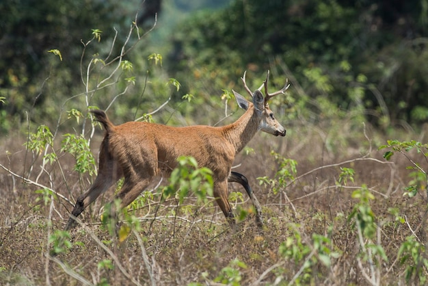 cervo do pântano pantanal brasil