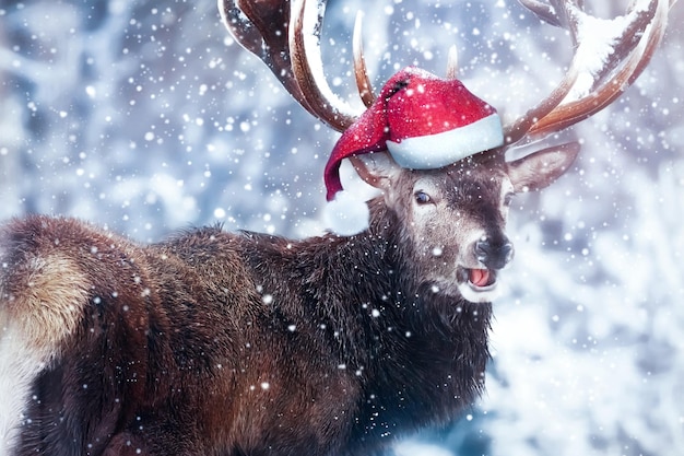 Cervo engraçado em um chapéu de Papai Noel Inverno Natal imagem humorística Dreamland
