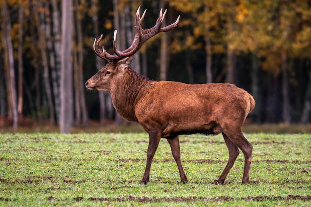 Cervo europeu idílio de outono inspeciona orgulhosamente suas posses