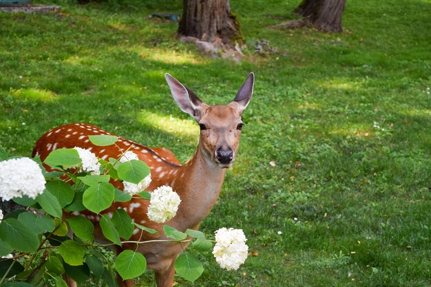 Foto cervo jovem cervo manchado na grama verde