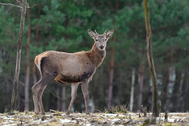 Cervo majestoso na floresta Animal no habitat natural