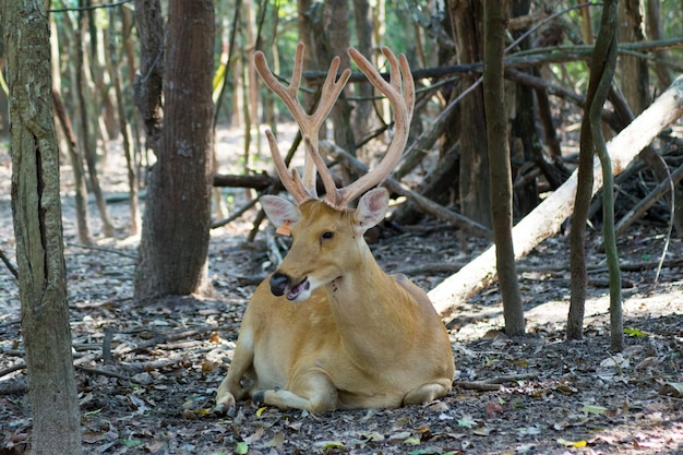 Foto cervo marrom, sentando, em, selva