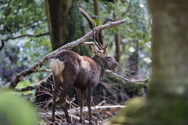 Foto cervo numa floresta