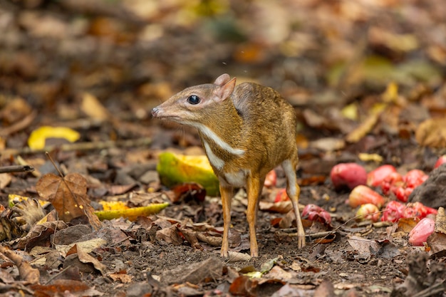 Foto cervo-rato-pequeno