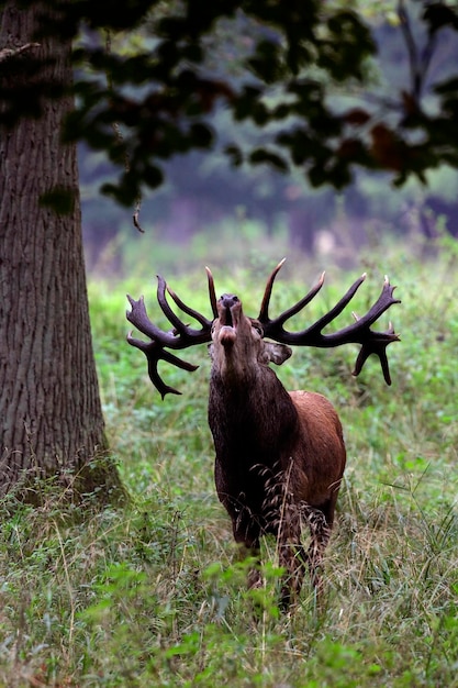 Cervo-vermelho cantando durante a rotina veado-vermelho no cio Cervus elaphus macho