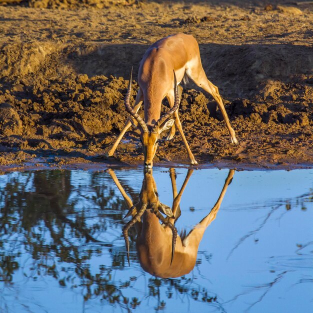 Foto cervos a beber água no lago