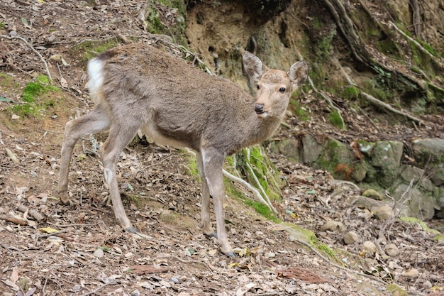 Cervos bonitos amigáveis selvagens japoneses no parque público nacional de Nara.