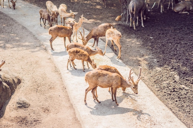 Cervos comem em um safári de zoológico no meio-dia de verão