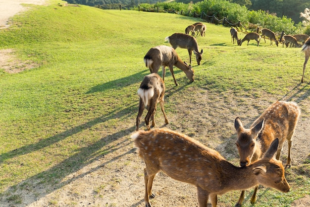 Cervos em Nara