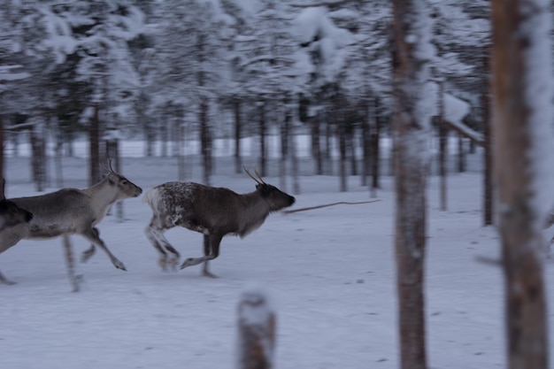 Foto cervos em terra coberta de neve