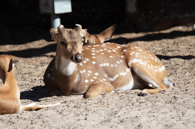 Cervos malhados e do Eixo Mamíferos e mamíferos Mundo terrestre e fauna Vida selvagem e zoologia