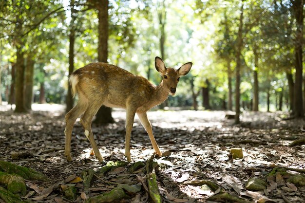 Cervos naturais no parque