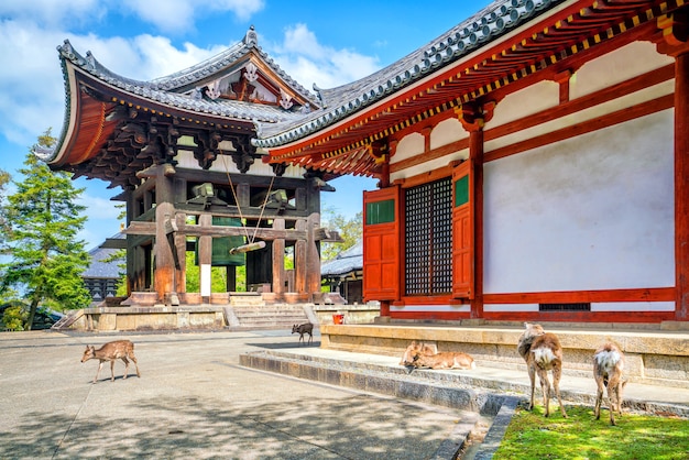 Cervos no templo todaiji em nara, japão